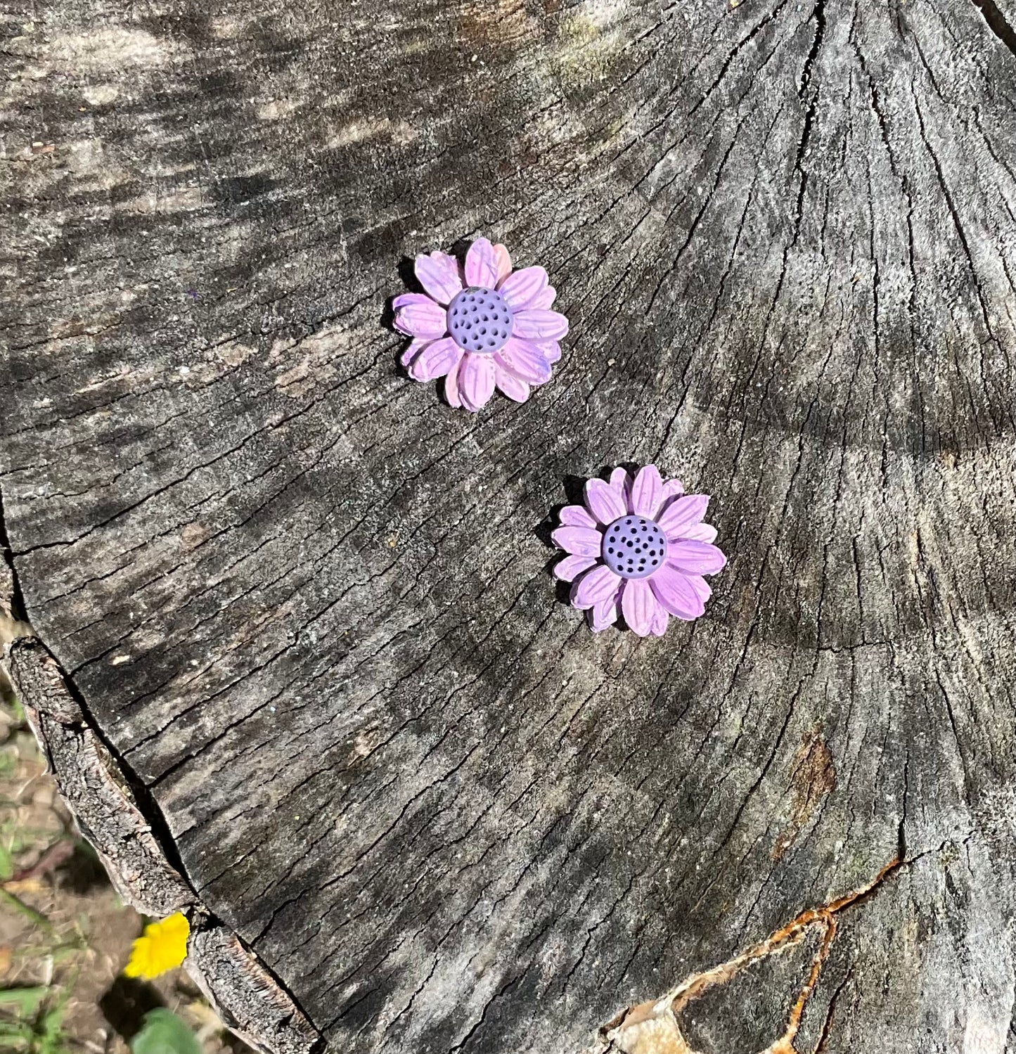 Dusky Daisies